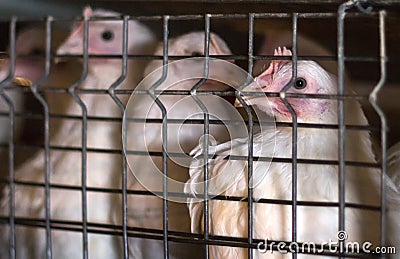 Young broiler chickens sitting in a cage on a chicken farm, close-up, young animals Stock Photo