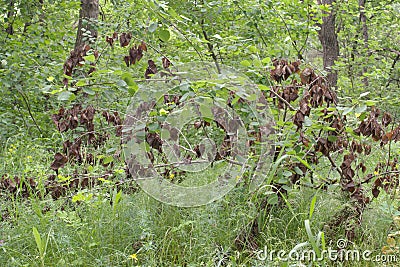 Young broken quaking aspen with dry leaves Stock Photo