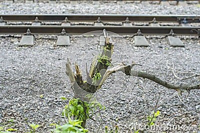 Broken tree on the background of railway rails Stock Photo