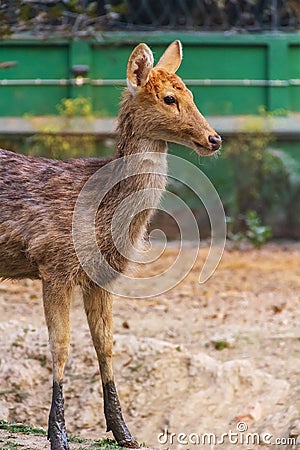 Young Brown Antlered Deer Standing Stock Photo