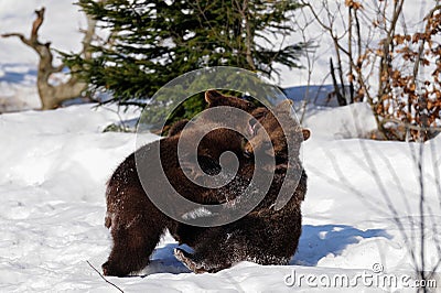 Young Brown Bears Stock Photo