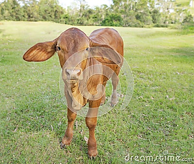 Young Brown Calf in a paddock Stock Photo