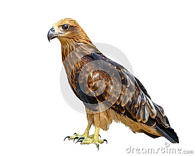 Young brown eagle isolated over white Stock Photo