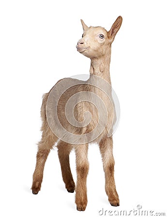 Young brown Goat (2 months old) Stock Photo