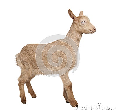 Young brown Goat (2 months old) Stock Photo