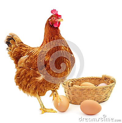 Brown hen and eggs isolated Stock Photo