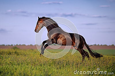 Young brown horse galloping, jumping on the field Stock Photo