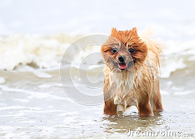 Young Brown Pomeranian Stock Photo