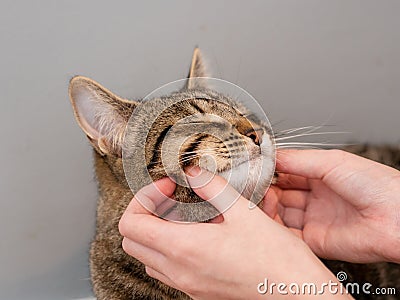 Young brown tabby cat enjoys face massage by his owners. Perks and benefits of being the house animal. Enjoy love and care concept Stock Photo