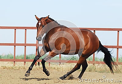 Young brown trakehner horse Stock Photo