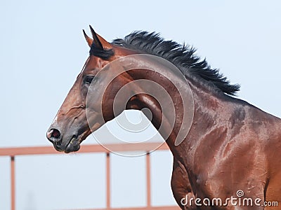 Young brown trakehner horse Stock Photo