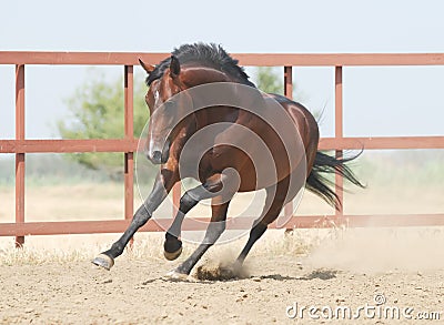 Young brown trakehner horse Stock Photo