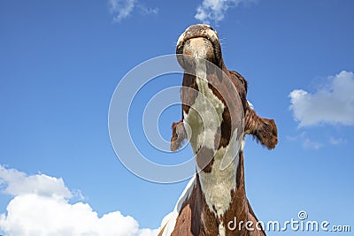 Young brown and white cow does moo with her head uplifted Stock Photo