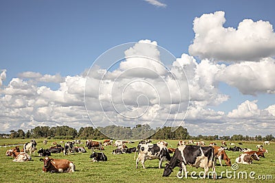 Young brown and white cow does moo with her head uplifted Stock Photo