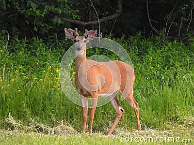 Whitetail Deer with Velvet antlers Stock Photo