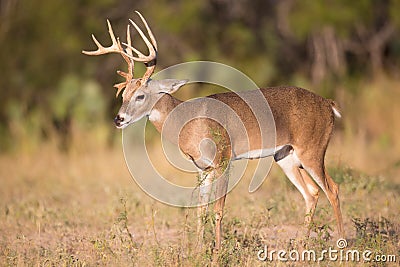 Young buck with drop tine Stock Photo