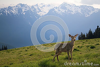 Young Buck and Mt. Olympus Peaks Stock Photo