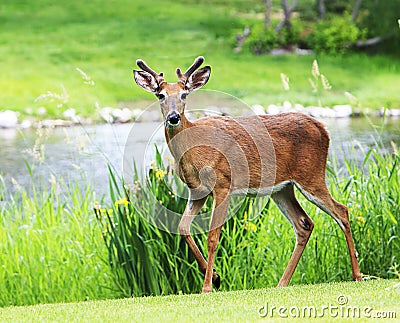 Young Buck Mule Deer Walking near River Stock Photo