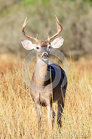 Young buck during rut Stock Photo