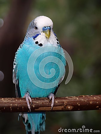 Young budgie Stock Photo