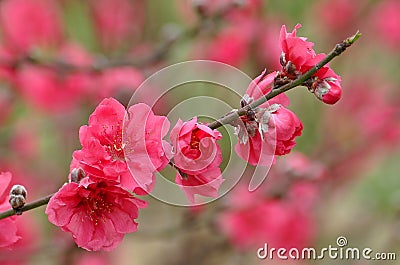 Spring time with new buds & flowers Stock Photo