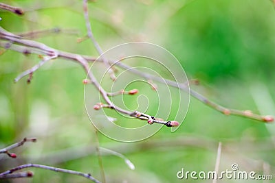 Young buds swelled on a branch - green natural background. Stock Photo