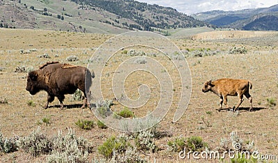 Young Buffalo Calf Follows Bull Male Bison Stock Photo
