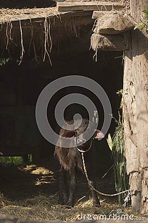 Young buffalo in nepali farm, Bardia, TeraÃ¯, Nepal Stock Photo