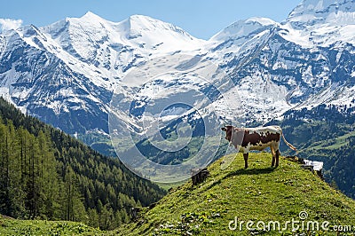 Young bull in Alps Stock Photo