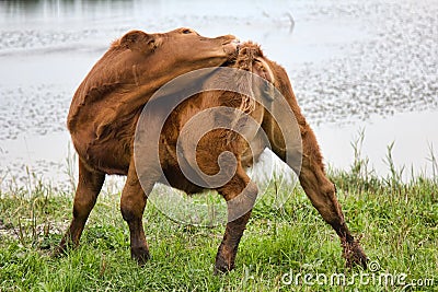 Young bull chases horseflies Stock Photo