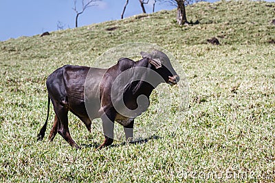 Young bull in a grass field Stock Photo