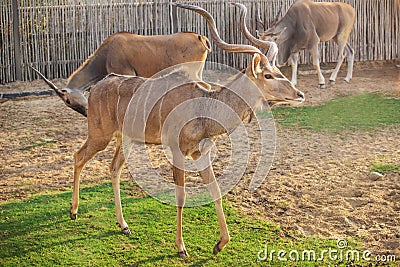 Bull of a kudu antelope with large branching horns gazing in a zoo Stock Photo