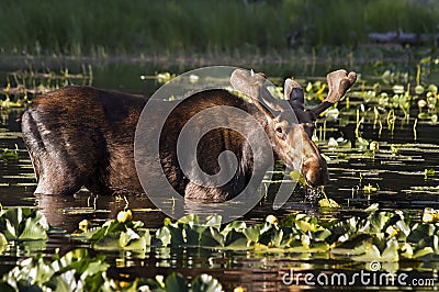 Young Bull Moose Stock Photo