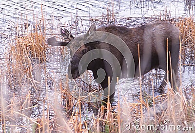 A young bull moose wading in a pond Stock Photo