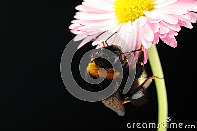 Young bumblebee on a flower Stock Photo