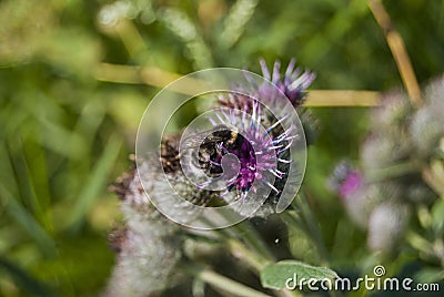 A young bumblebee pollinates a burdock flower. Close-up. Stock Photo