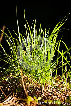 Young Bunch Of Grass In Spring Forest. Stock Photo