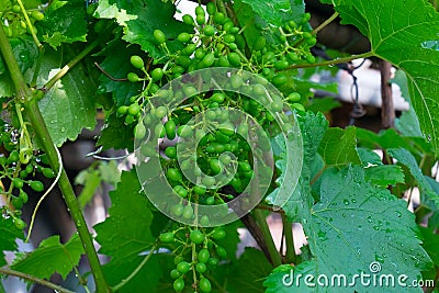 Young Bunch Of Green Grapes Stock Photo