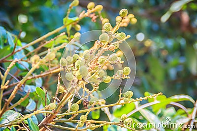 Young bunch of longan on tree. Green small longan fruit on the Stock Photo