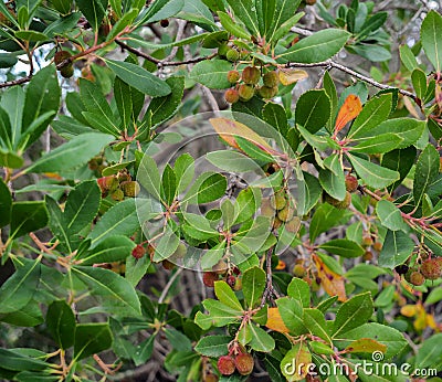 Young bunch of strawberry fruits, close up Stock Photo