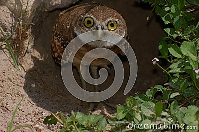 Young burrowing owl Stock Photo