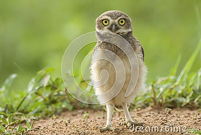 Young burrowing owl in Brazil. Stock Photo