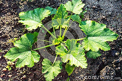 Young bush zucchini, pumpkin on the ground Stock Photo