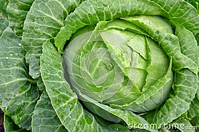 Young cabbage (brassica oleracea) in the garden on a path Stock Photo
