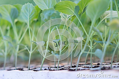 Young cabbage seedlings. Cabbage seedlings greenhouse. Stock Photo