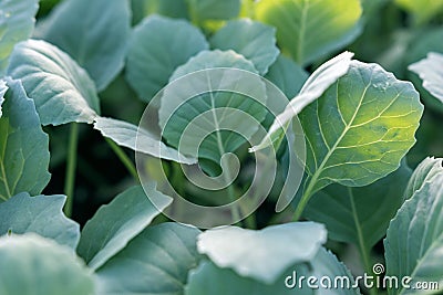 Young cabbage seedlings. Cabbage seedlings greenhouse. Stock Photo