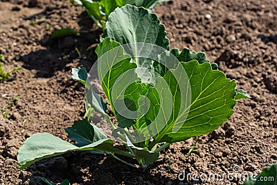 young cabbage sprout on the vegetable bed Stock Photo
