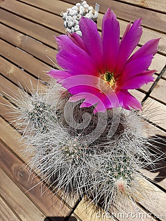 Young Cactus Pink Flower Stock Photo