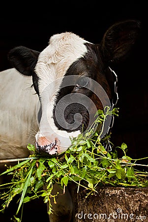 Young calf Stock Photo