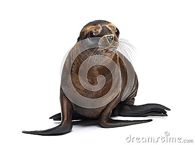 Young California Sea Lion, Zalophus californianus Stock Photo